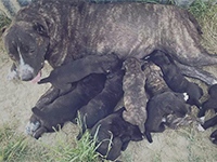 cane corso rustic type puppies